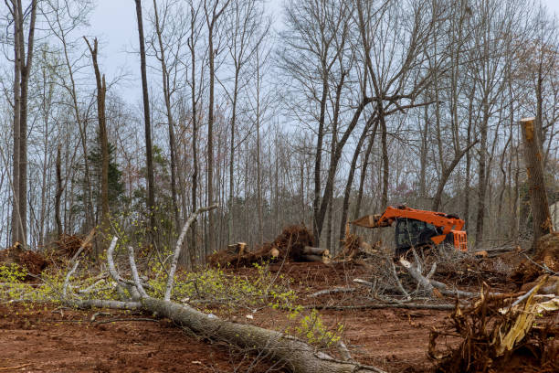 Best Emergency Tree Removal  in USA